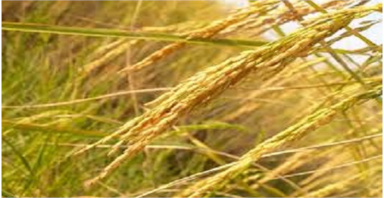 برنامه تغذیه برنج